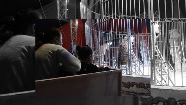 Pide PVEM a dueños de circos acatar prohibición