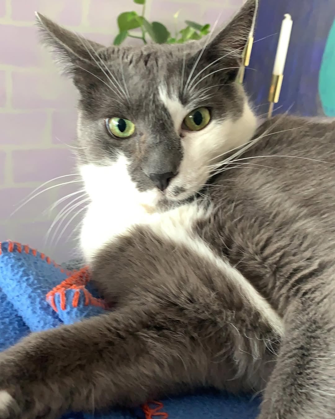Dalilah Polanco, gato