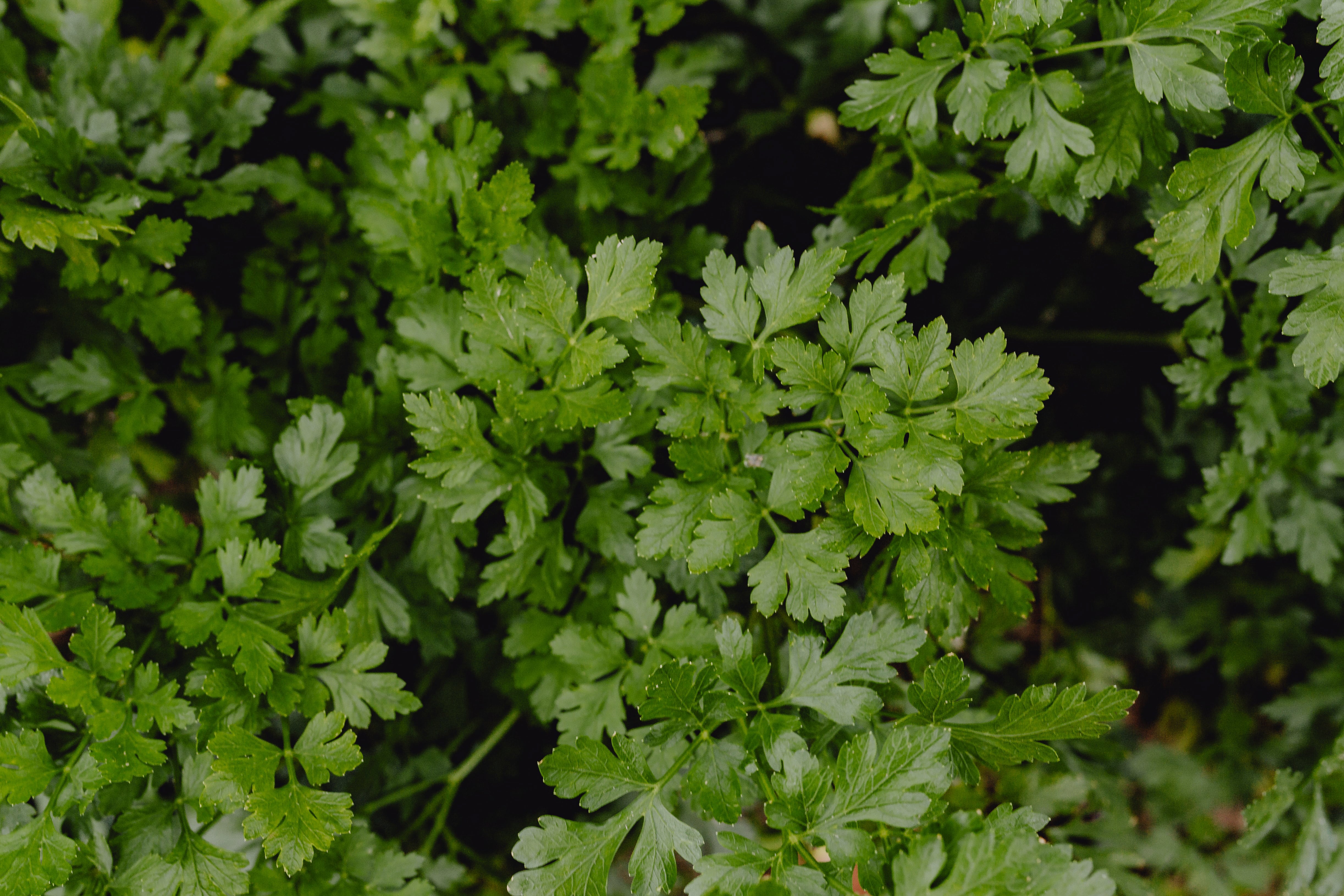 El manojo de cilantro se vende carísimo en Guadalajara; este es su increíble precio