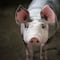 ¿Qué es el cerdito encebado? Puebla suspendió el concurso por maltrato animal
