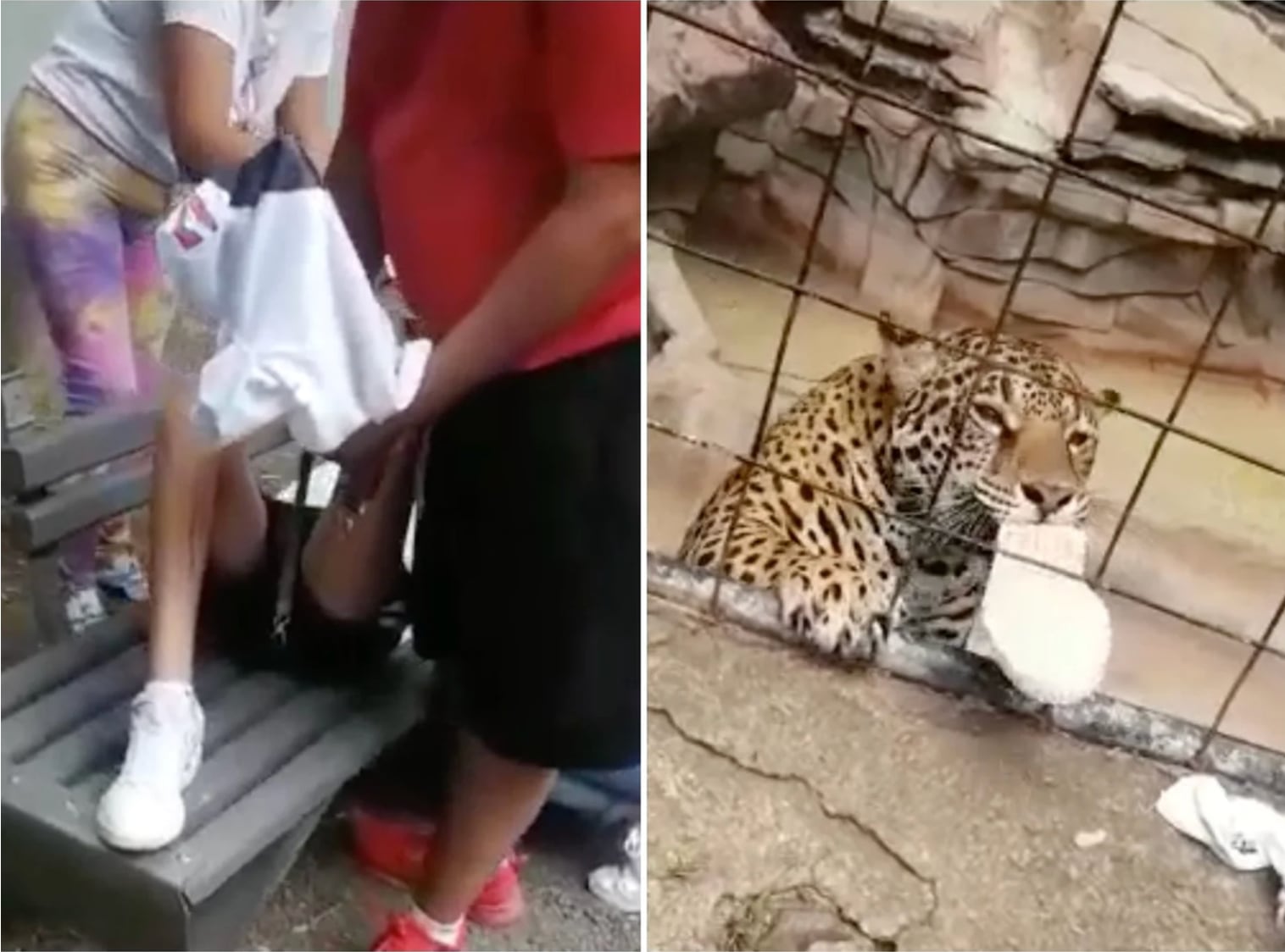 Jaguar ataca a menor que saltó a su jaula en Zoológico de Guanajuato