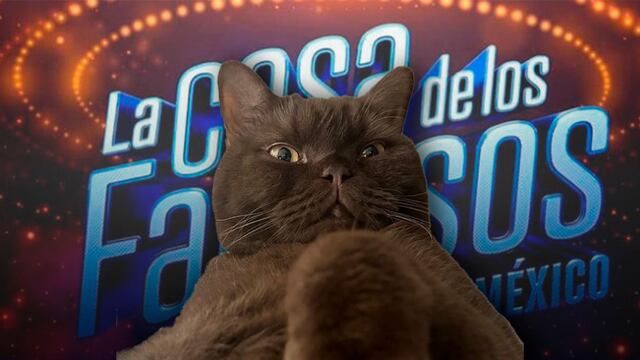 Este es Norris, el gatito ruso e influencer de Karime Pindter que la espera afuera La Casa de los Famosos 2024