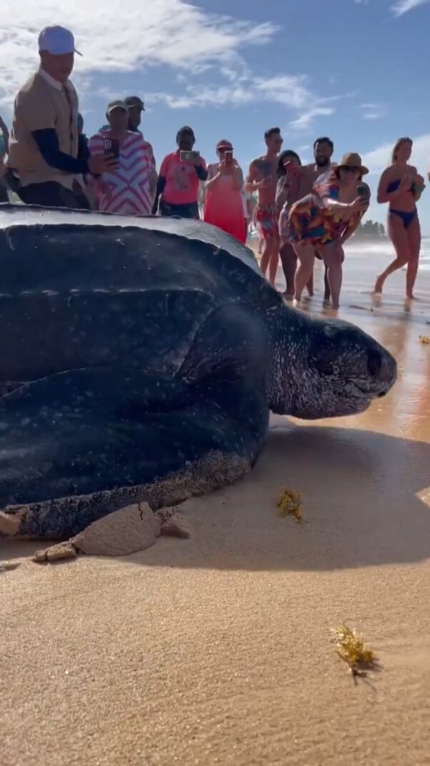 Tortuga laúd captada en video