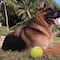 Gunther IV, el perro más rico del mundo ¿es una historia real? Esto sabemos