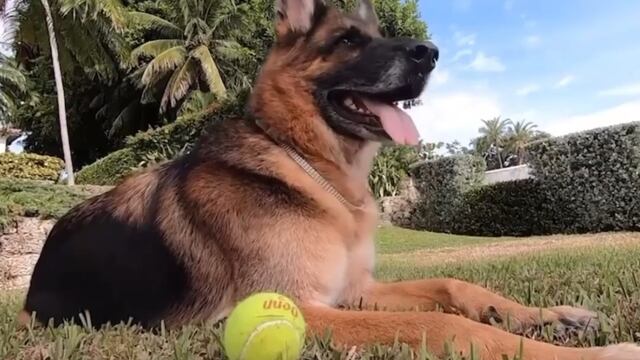 Historia real de Gunther IV, el perro más rico del mundo