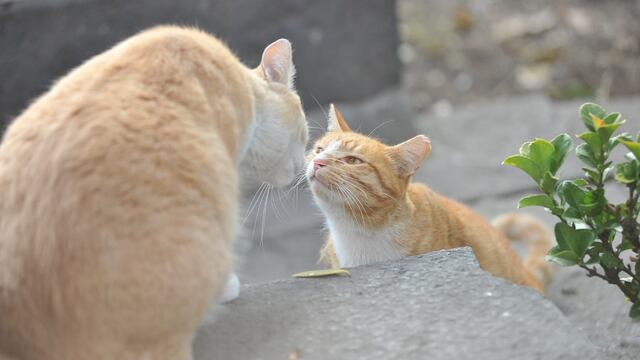 Gatotitlán 2025: Fecha, horario y actividades para ayudar a Catacumberitos, los gatos del Museo Panteón de San Fernando