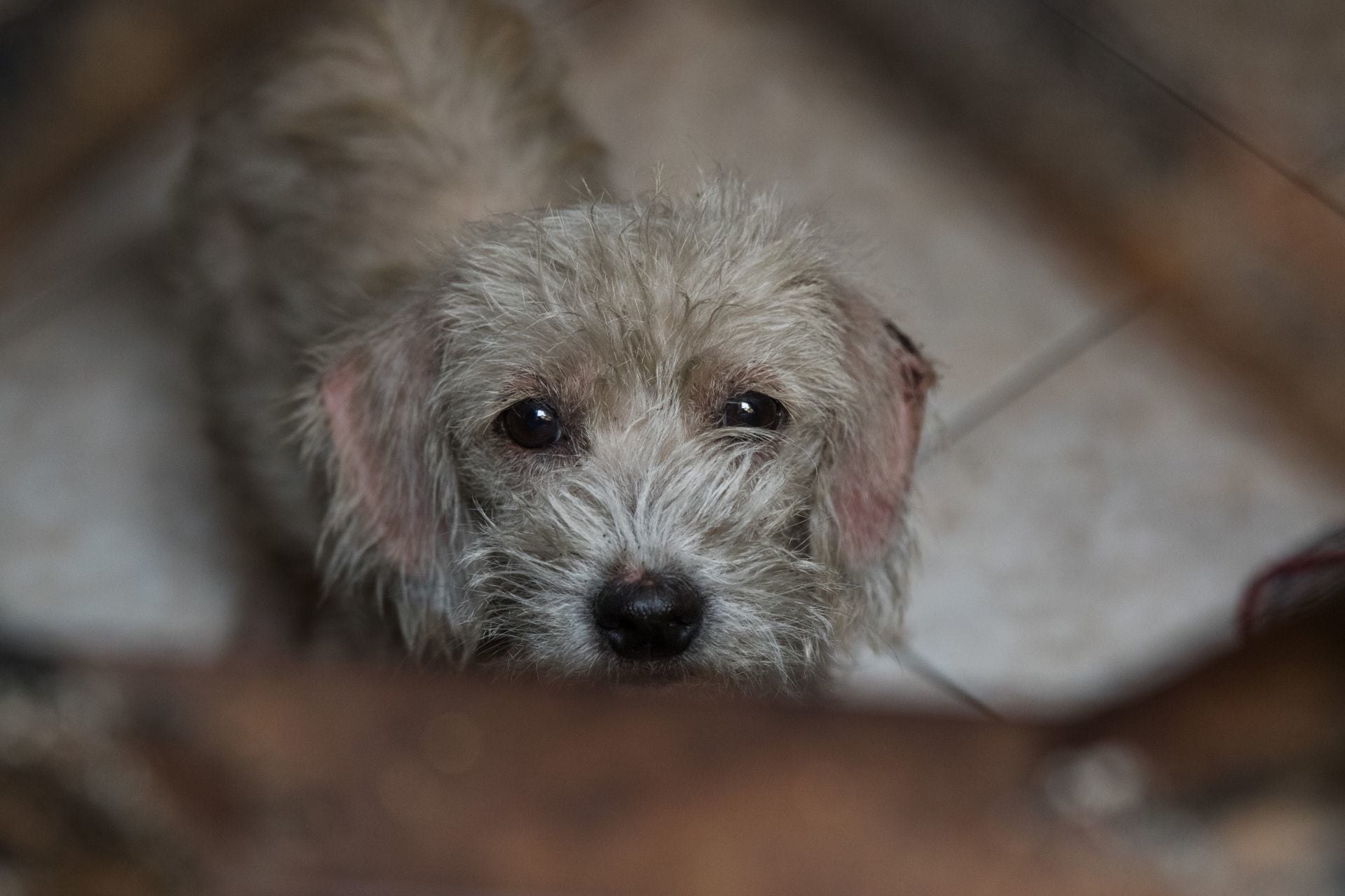 Perrita en situación de abandono