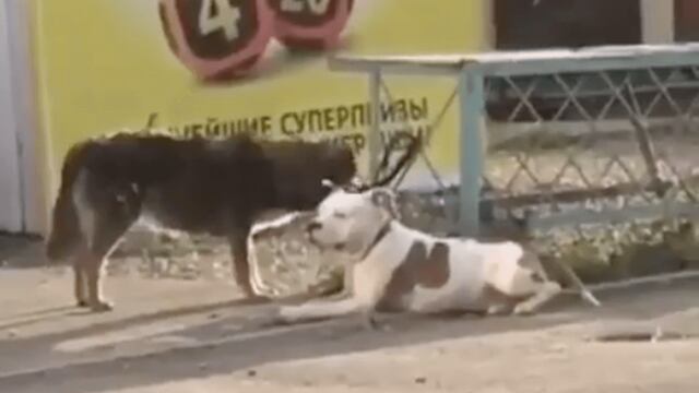 Perrito libera a su amigo y se lo lleva de paseo.