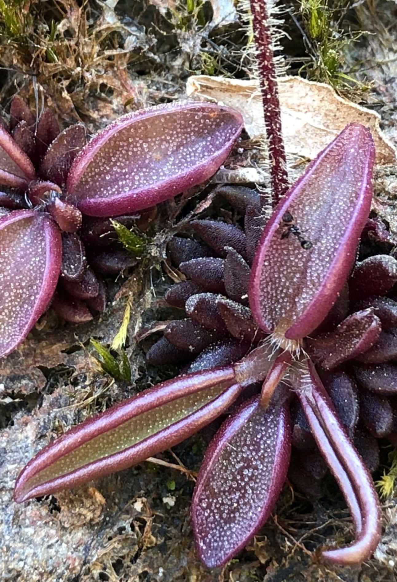El hallazgo de Pinguicula brendae amplía el registro de plantas carnívoras en México