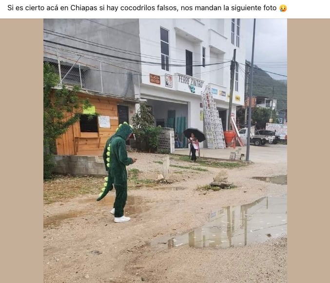 Memes cocodrilo