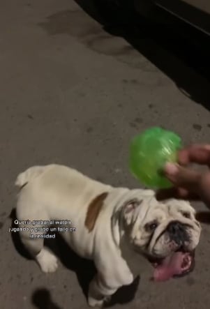 Perrito esperando a que su dueña le aviente la pelota