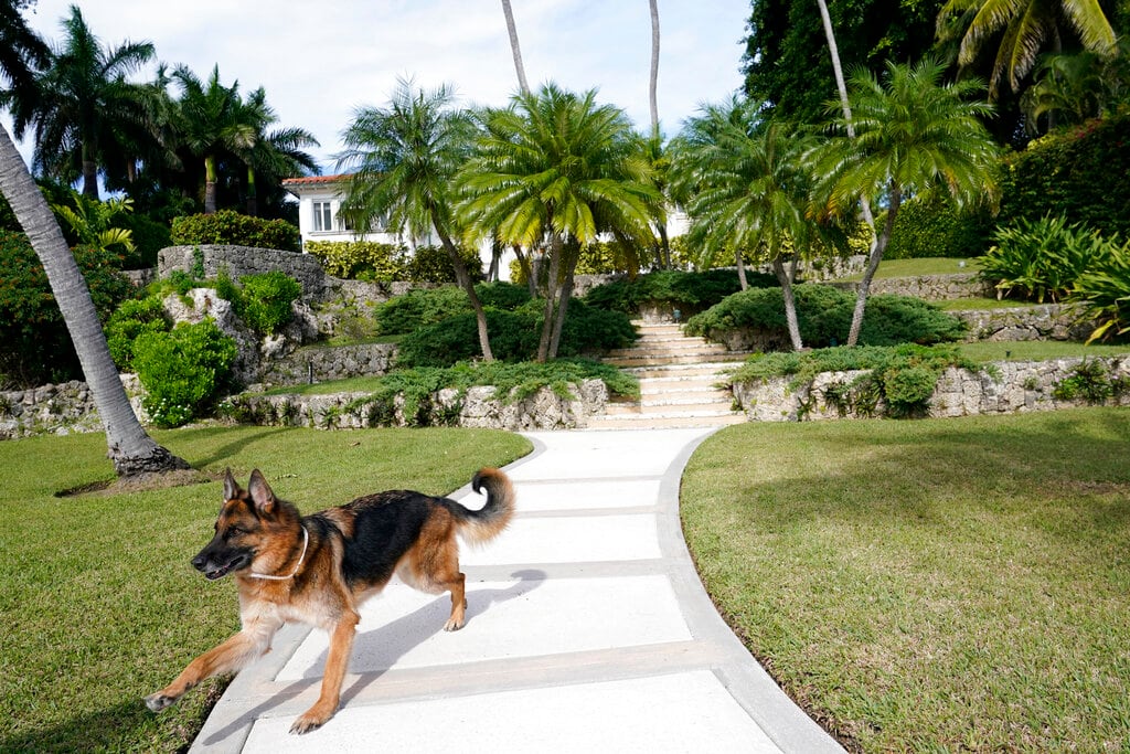 Gunther, el perro millonario