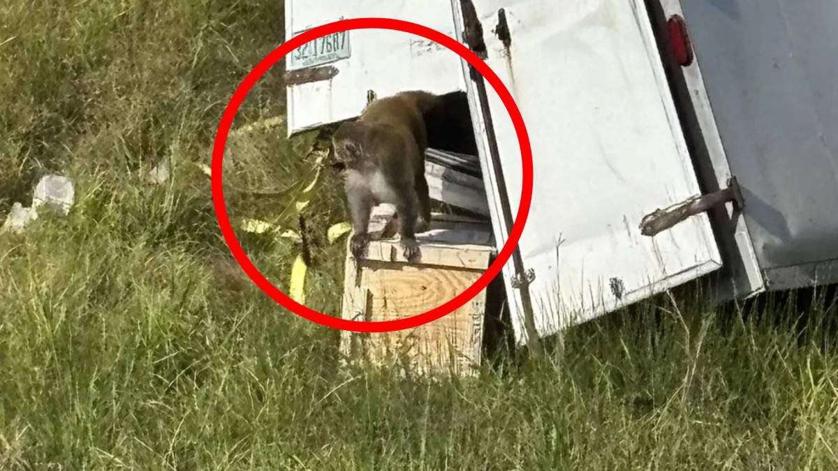 ¿Monos sueltos en Mississippi son peligrosos para humanos? Lo que sabemos