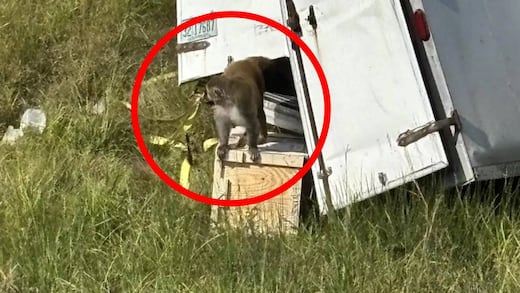 ¿Monos sueltos en Mississippi son peligrosos para humanos? Lo que sabemos
