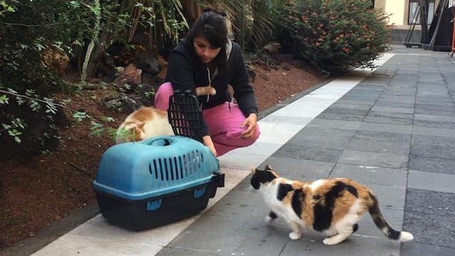 Gatos de Palacio Nacional, famosos habitantes del recinto