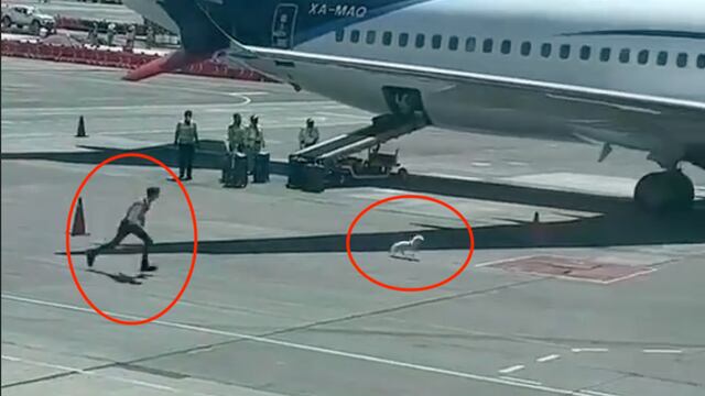 Perro escapa de empleados de Aeroméxico