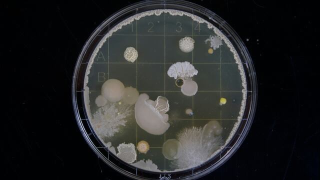 Bacteria