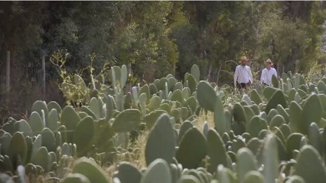 Mexicanos crean piel sintética de nopal.