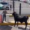 VIDEO: Toro se escapa y desata el pánico en la Preparatoria La Salle del Pedregal