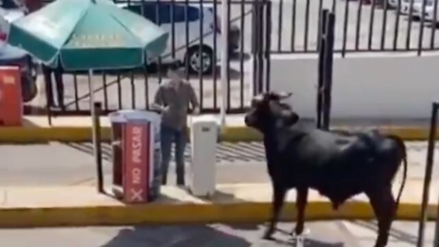 Toro en la Preparatoria La Salle del Pedregal