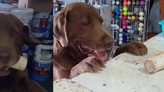 Felipe, el perrito fontanero de TikTok