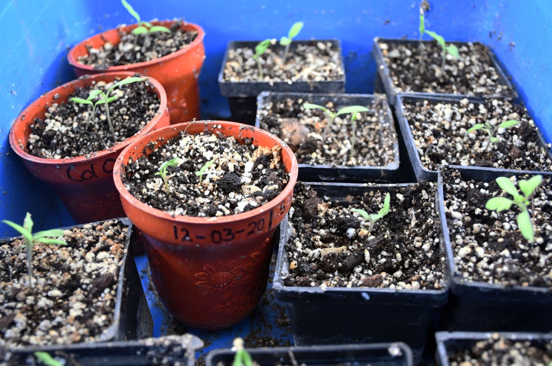 Laboratorio de Cultivo de Tejidos Vegetales de la BUAP