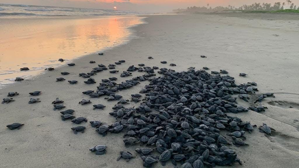 Compesca informa la liberación de más de 500 mil crías de tortugas en un mes