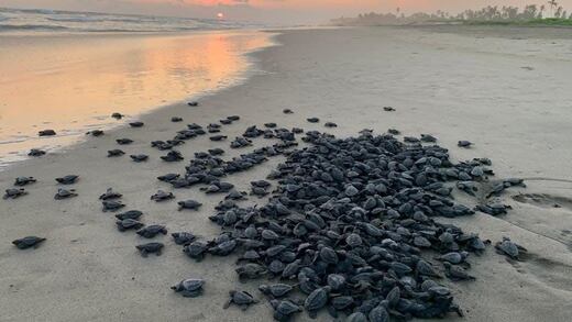 Compesca informa la liberación de más de 500 mil crías de tortugas en un mes