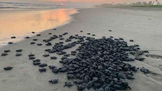 Más de 500 mil crías de tortugas marinas liberadas.