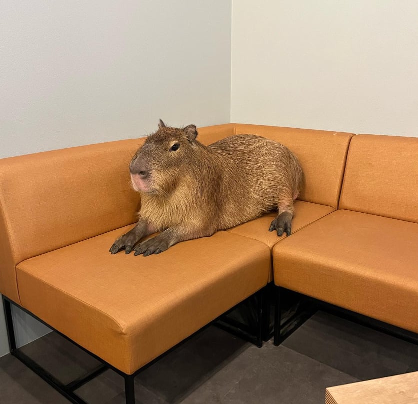 Cafetería de Tokio llena de capibaras