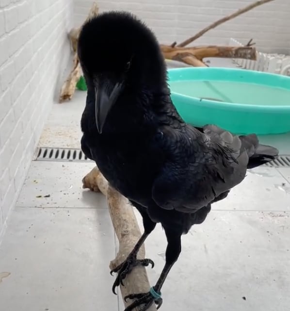 Cuervo sabe decir "hola" y aterroriza a TikTok