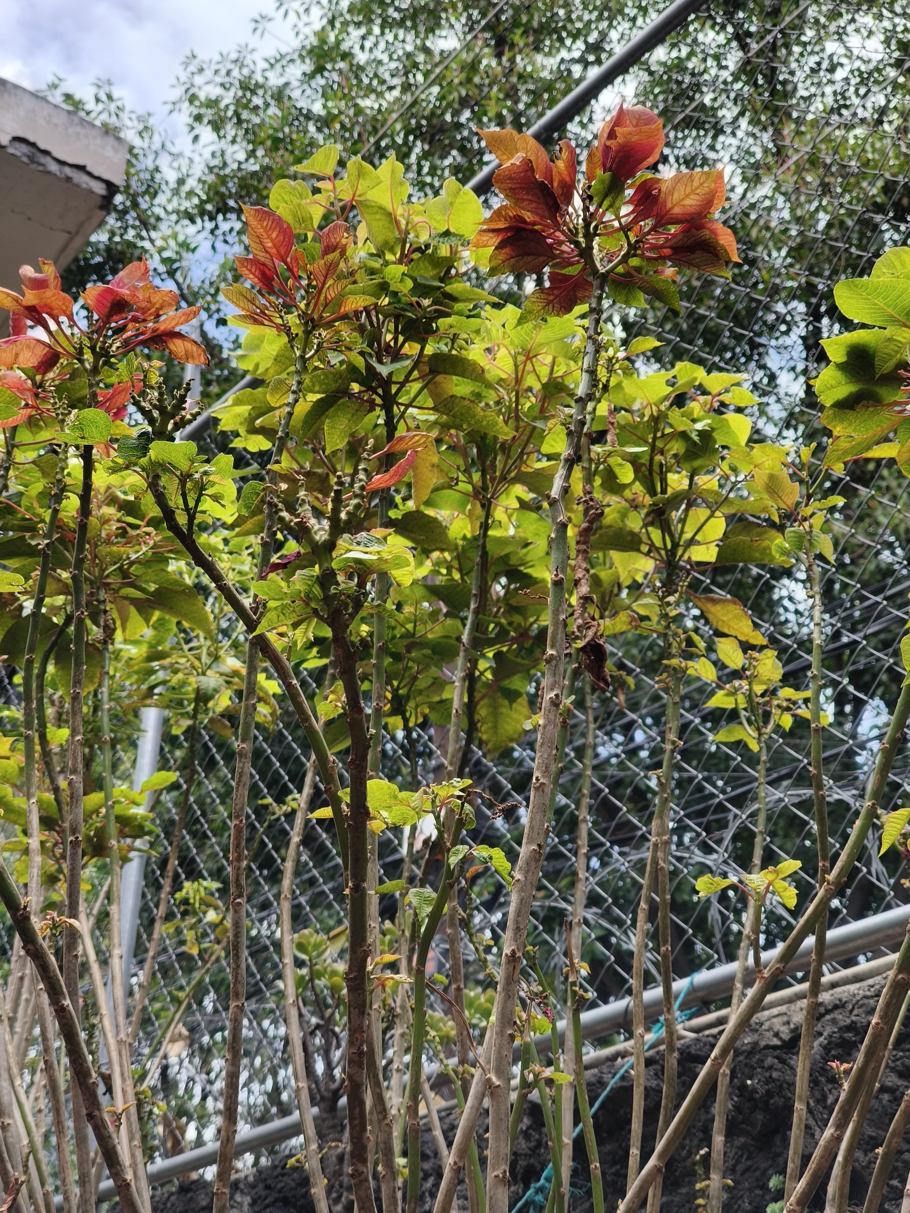 Foto tomada con el Realme GT7