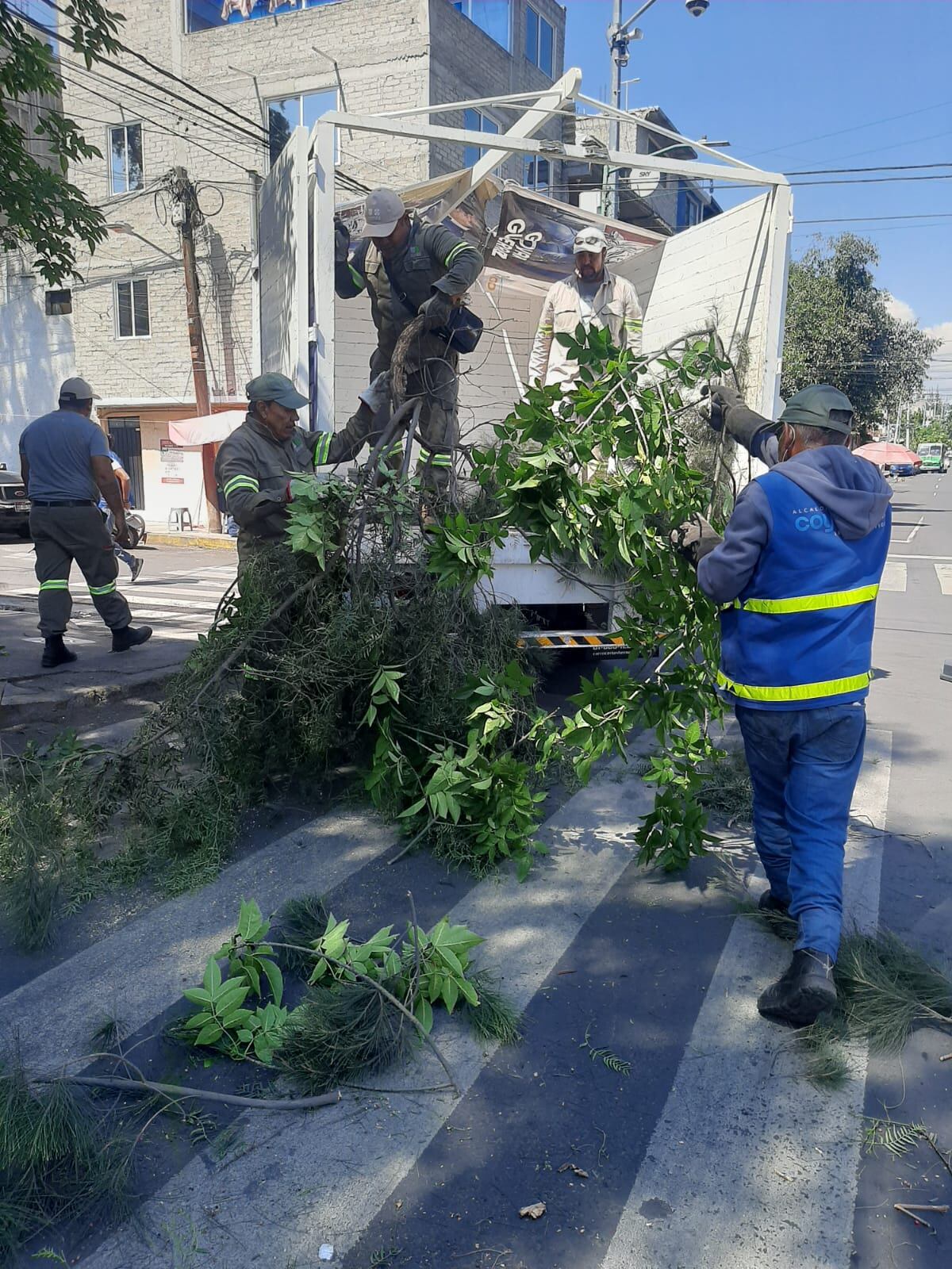 Reforestación urbana en Coyoacán