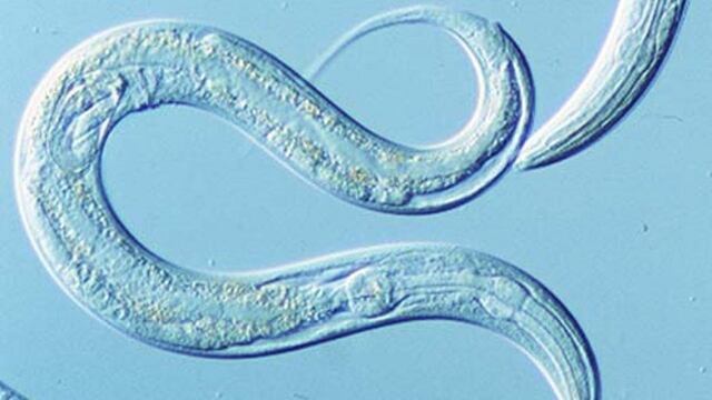 Un gusano Caenorhabditis elegans.