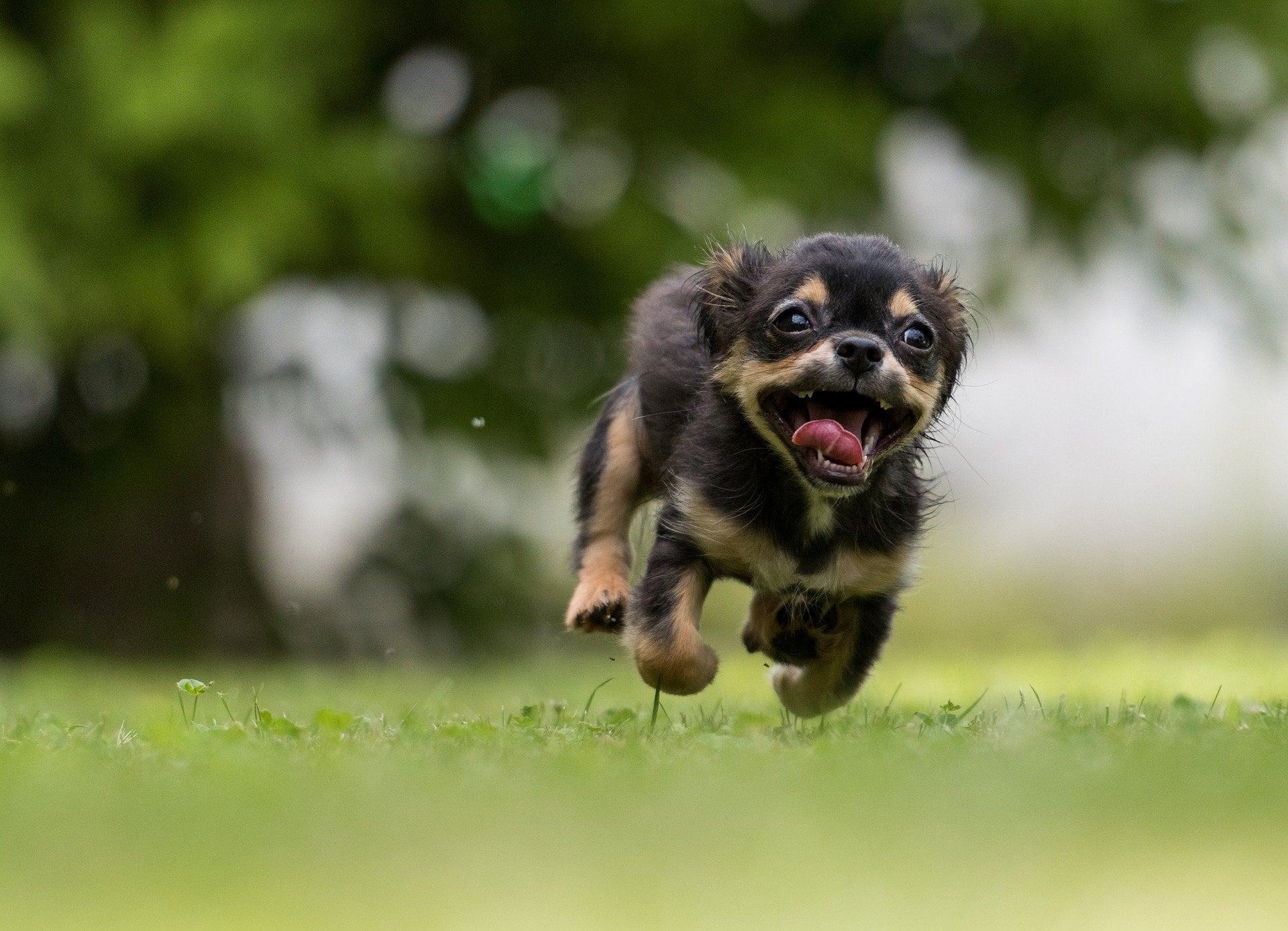 Perrito corriendo