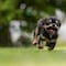¿Cómo puedes interpretar los gestos de tu perro? Te contamos