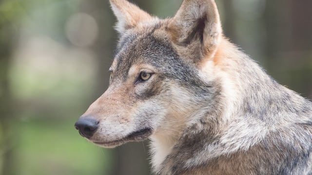 Lobo Gris Mexicano