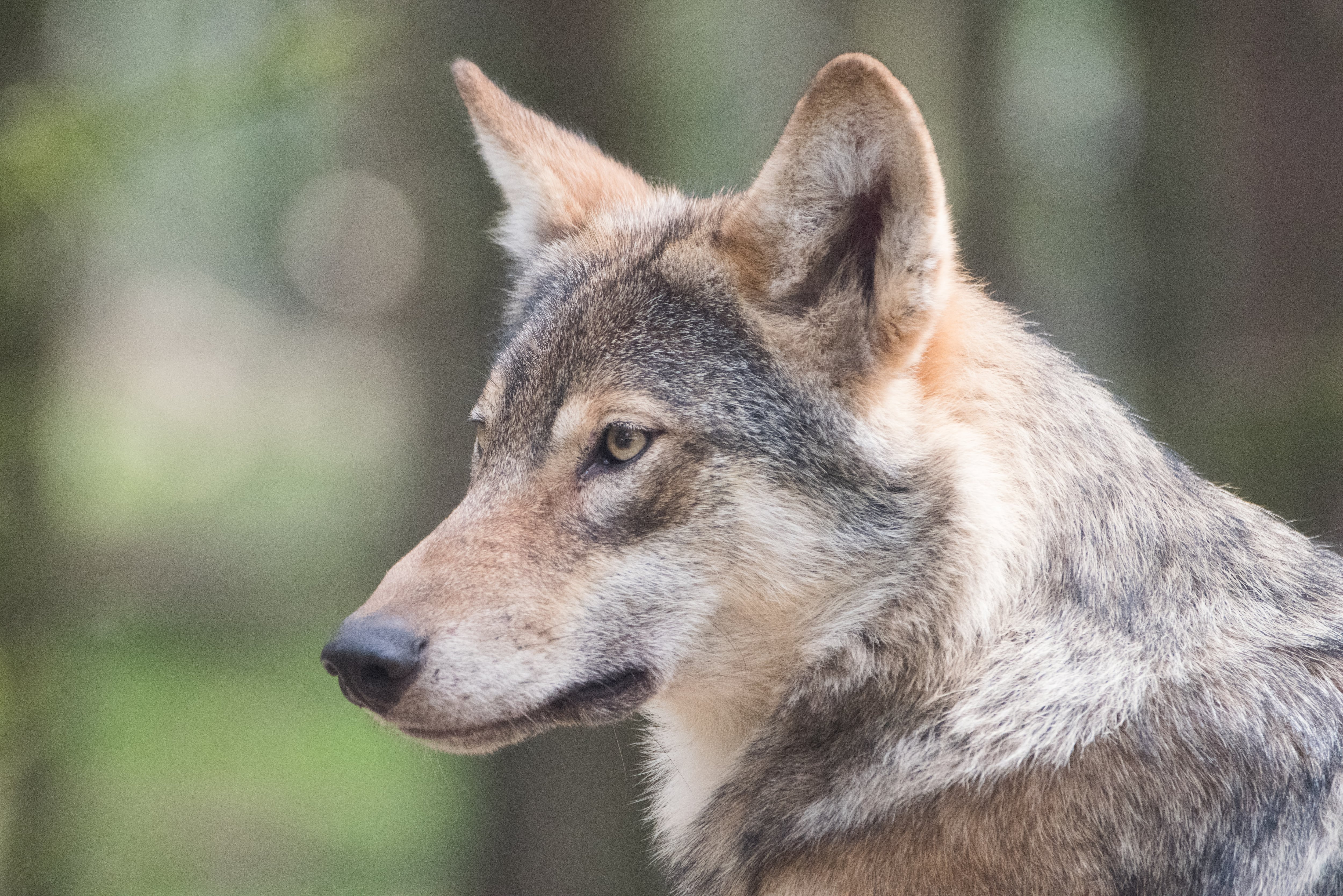Lobo Gris