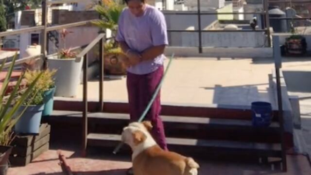 Perrito le da de palazos a su dueño