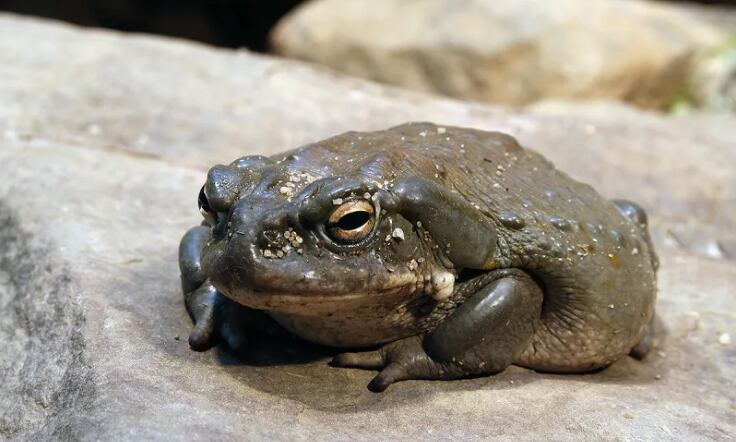 Sapo del río Colorado. Su veneno es más potente que el LSD.