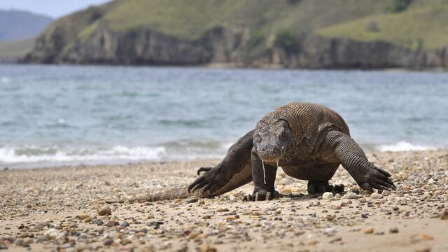 Dragón de Komodo (Photo by Romeo GACAD / AFP)