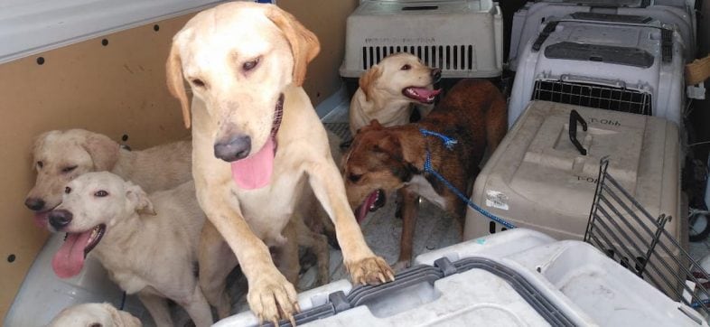 En CDMX condenan a 2 años de cárcel a sujeto que maltrató a más 20 perritos