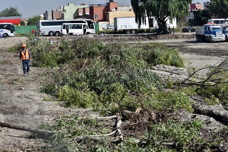 Se debe pedir permiso para derribar un árbol