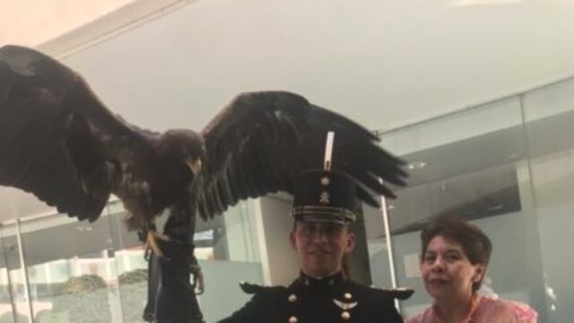 Escribirán en letras de oro el nombre de Atena, una águila real.