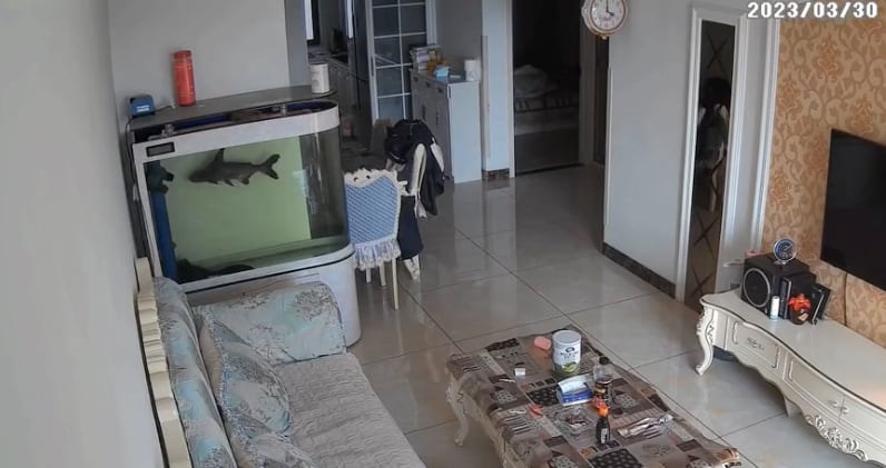 Pez salta de pecera ante presencia de fantasma