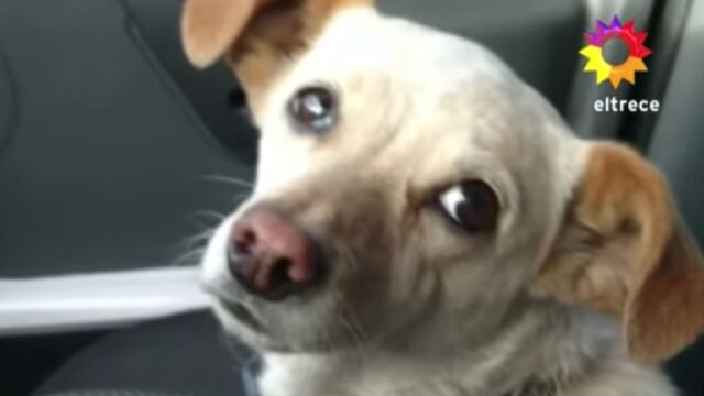 Porota, perrita bombera