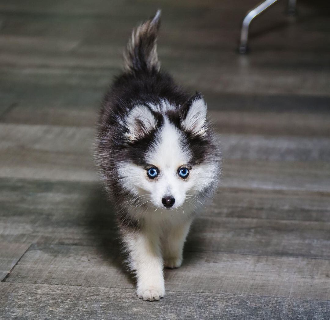 Mascota de Eduin Caz