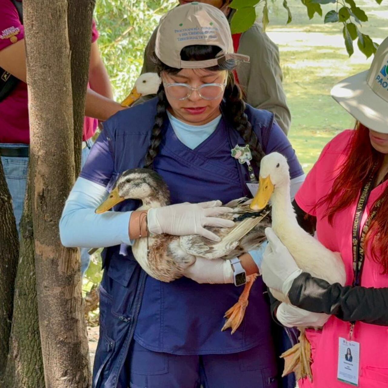 Coyoacán rescata 17 patos e inicia rehabilitación del lago Huayamilpas