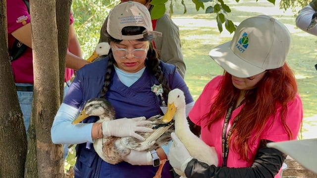 Lago Huayamilpas: Coyoacán y autoridades federales rescatan patos y preparan recuperación