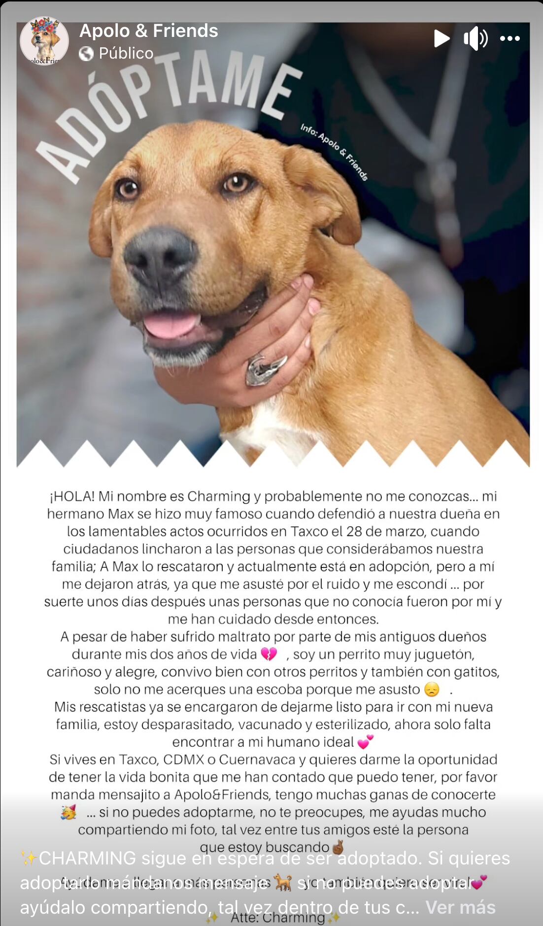 Charming, otro perrito de Ana Rosa Díaz Aguilar